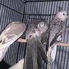 Baby cockatiels!