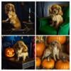 Akc registered Cavalier King Charles Spaniels