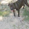 Pitbull Mixes Need New HomesSmall Rehoming Fre