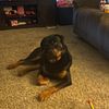 Beautiful male 2 year old Rottweiler for sale