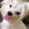 White sable parti yorkie stud