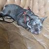 Akc Registered Lilac Merle French Bulldog Males