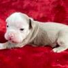 Olde English Bulldogge, boy