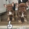 Rojo & Tan French Bulldog Puppies – Premium Quality 💎🐾