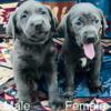 Akc Silver Charcoal Labrador Retrievers Puppy Dog Puppies Labs Female & Male