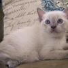 Tonkinese Kittens