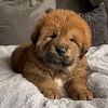 Tibetan Mastiff Puppies Available Now