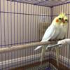 10-week old baby cockatiels ready for their forever home!