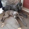 Male great dane puppy