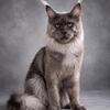 Beautiful  blue smoke Maine coon boy  7 months old