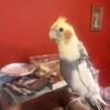 Male cockatiel