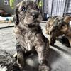 Giant Schnoodles
