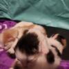 Himalayan kittens, American curl kittens, Ragdoll kittens