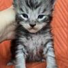 Silver Maine Coon Kitten-TICA Registered (Euro/Russian Lines)