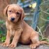 AKC Labrador Retriever puppies