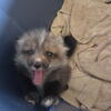 Fox kits(pups)