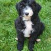 Sheepadoodle Puppies