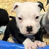 Pocket Bully puppies