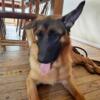 German Shepard 9 months old female