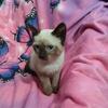 Siamese male kitten