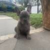 $1500 1 french bulldog puppy for sale! PLEASE READ DESCRIPTION