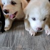 Precious Great Pyrenees pups