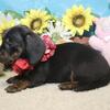 Black and tan short hair miniature dachshund female, sweet, charming and looking for you !