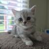 Beautiful Scottish fold boy straight ears for sale