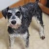 Akc Miniature Schnauzer male 1/30/26 updated