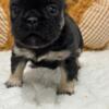 french bulldog puppies 4 weeks old