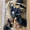 Day Old Barnyard Mix Layer Chicks Straight Run