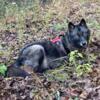 High content wolfdog puppies