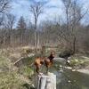 German Pinscher  stud service