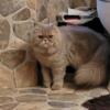 Pair of fixed persian kittens/must stay together