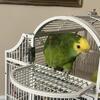 Amazon yellow head 