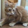 Maine coon cats of Monroe see us on Facebook