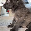 Mid content puppies available 65-70% grey wolf