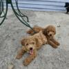 AKC Red mini poodle males