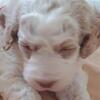 Australian Labradoodles Puppies
