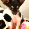 Papillon Female Tricolor Pup Heartstealer Available NOW!