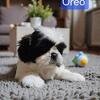 Shih Tzu puppies