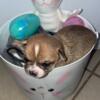 Chihuahua puppies looking for new home