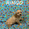 Ringo Male Cavapoo Puppy