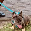 Fluffy Frenchie Stud 