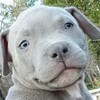 AMERICAN BLUENOSE PITBULL/MASTIFF MIX PUPS PUPS