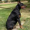 Imported Doberman for Stud