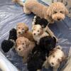 Standard Multi-Color Doodles – Ready for Their New Homes 🐾