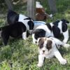 Taking Deposits, 3 week old litter of CKC registered English Bulldogs