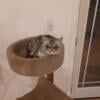 Available CFA Adult Female Cat Silver Tabby Exotic Shorthair HZ ❤️ ≽^•༚•🎀≼