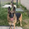 REHOUSING Trained 4yr old German shepherd female